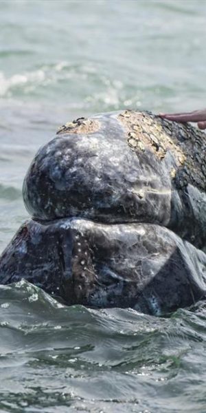 Avistamiento-de-Ballenas-guerrero-negro (Copy)